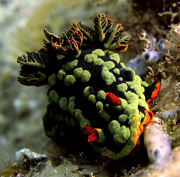 Nudibranch